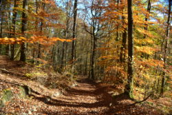 foret