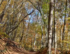 foret2
