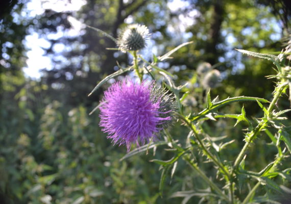 fleur 3