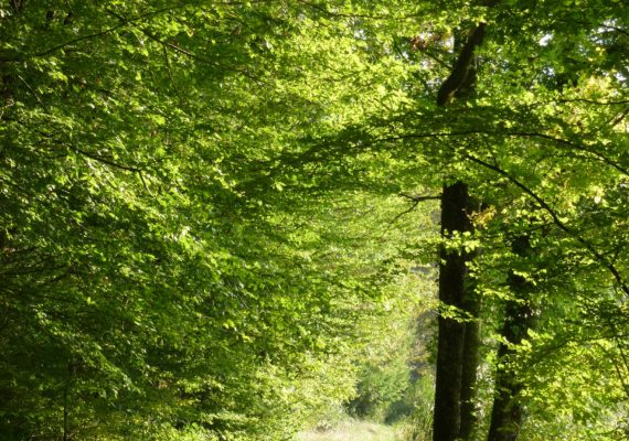 Forêt-3